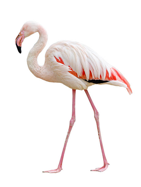 istock A flamingo is walking on a white background 2232309937