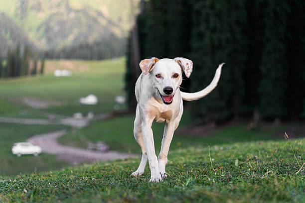 istock The dogs running on the grassland 2232309947