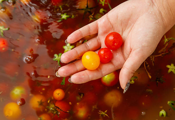istock Hand holding three tomatoes in a bowl of water 2232310021