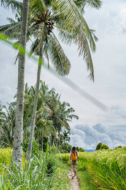 istock A woman with yellow backpack walks on a path through high rice fields in Bali. 2232310731