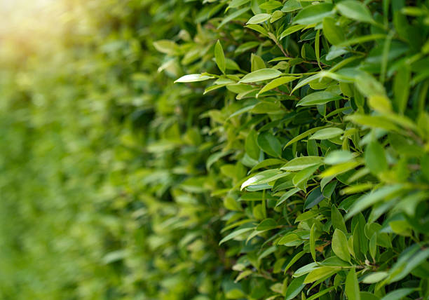 Green leaf fence with sunrise for background