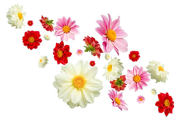 istock Floral swirl: multicolored dahlia flowers in flight on a white background. 2232315563