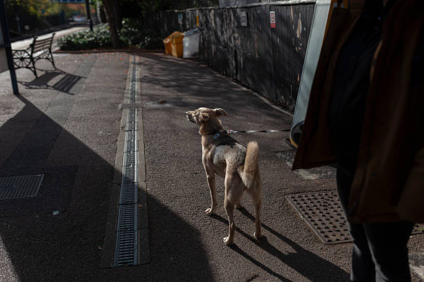 Mixed breed dog on urban street with shadows and sidewalk, street photography scene