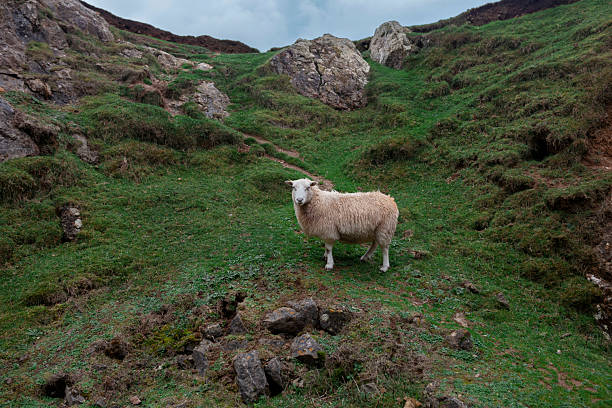 istock Sheep In Green Valley 2232317493