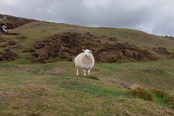 istock Sheep Moorland Portrait 2232317565
