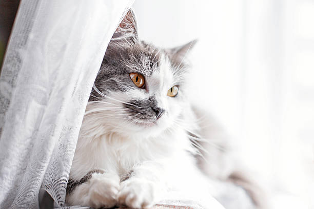 istock White gray cat with yellow eyes in home 2232318669