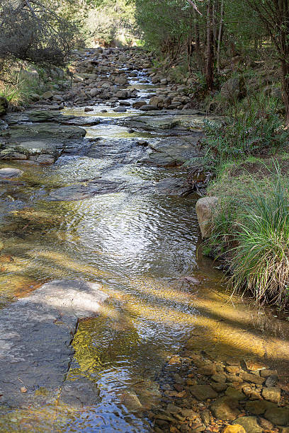 istock New Town rivulet as it runs through Lenah Valley, Tasmania 2232318882