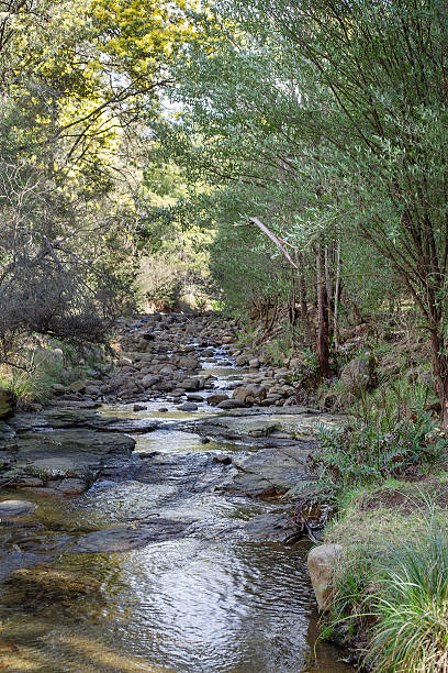istock New Town rivulet as it runs through Lenah Valley, Tasmania 2232318931
