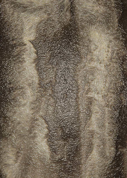 istock Brown fur and feathers creating a soft and textured background 2232320360