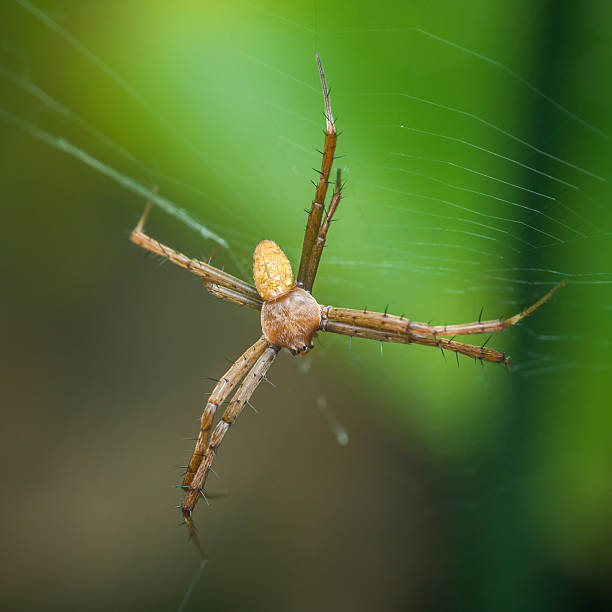 istock Spider weaving its web in nature: orb-weaver spider on green background 2232320364