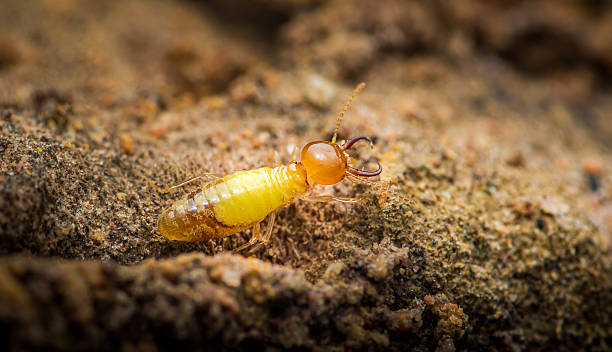 istock Termite walking on dirt ground in nature close up. 2232320385