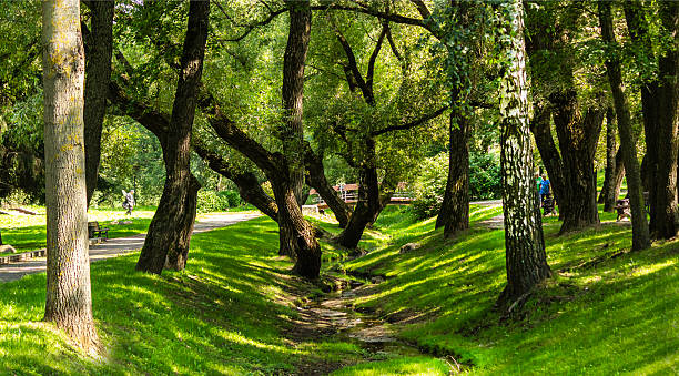 istock Sunlight in a green forest with a stream , summer time 2232320977