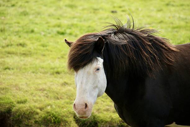 Headshot of a Icelandic horse in a field