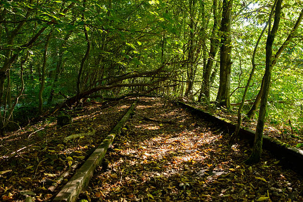 Nature Reclaiming Old Train Tracks in a Forest