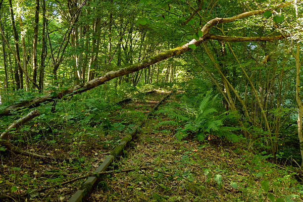 Abandoned Railway Tracks in a Green Forest