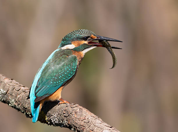 istock Common kingfisher, Alcedo atthis. A bird with prey in its beak sits on a branch 2232322652