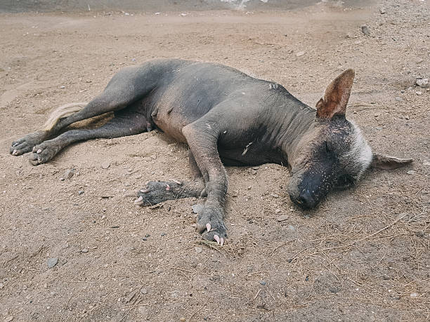 istock Peruvian hairless dog sleeping peacefully on the ground 2232326216