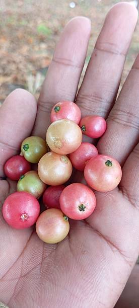 istock Healthy Benefits of Kersen Fruit 2232326699
