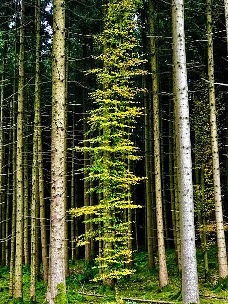 Rainy black forest in the heart of Germany. The lush green of the forest gives it a beautiful magical atmosphere.