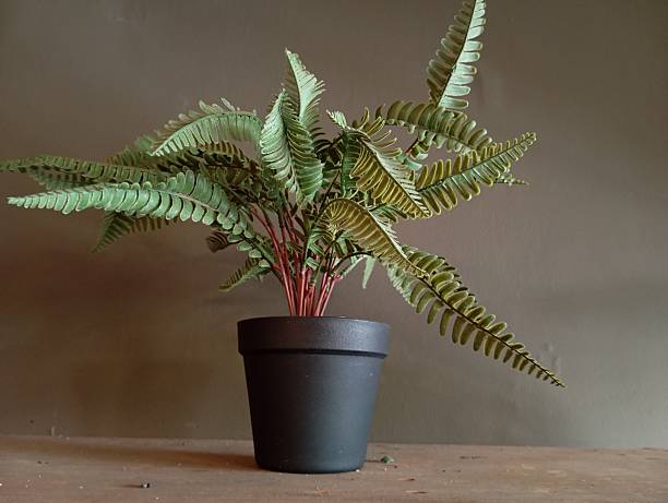 istock Artificial Decorative Plant for Store or Interior Design 2232327060