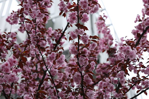 istock Close-up of delicate pink cherry blossoms on dark branches. 2232327103