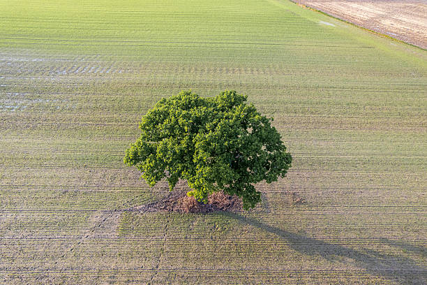istock A Lone Oak Tree in a Field with a Long Shadow. Concept The passage of time. 2232328540
