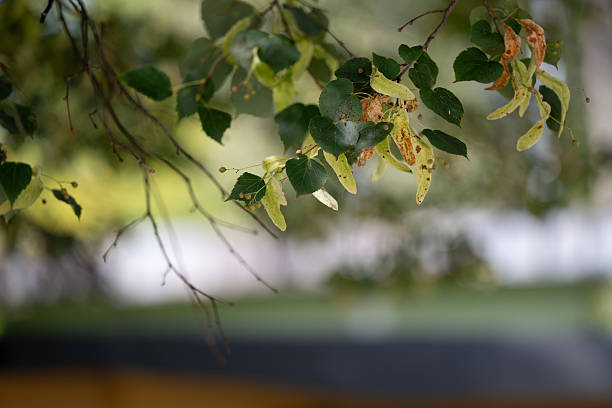 Close-up of tree branches with green leaves and clusters of winged seeds hanging down. The blurred background of blue sky and foliage highlights the details of the natural textures.