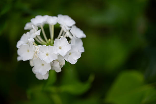 Close-up of a cluster of white phlox flowers blooming against a soft green background. The delicate petals and symmetrical arrangement create a fresh and elegant natural composition.