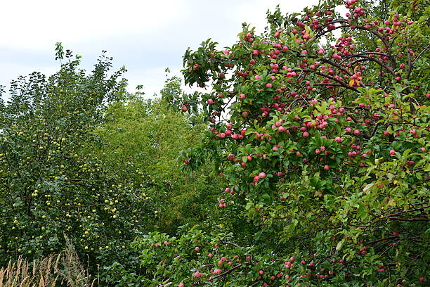 Abundant Apple Trees in a Verdant Orchard