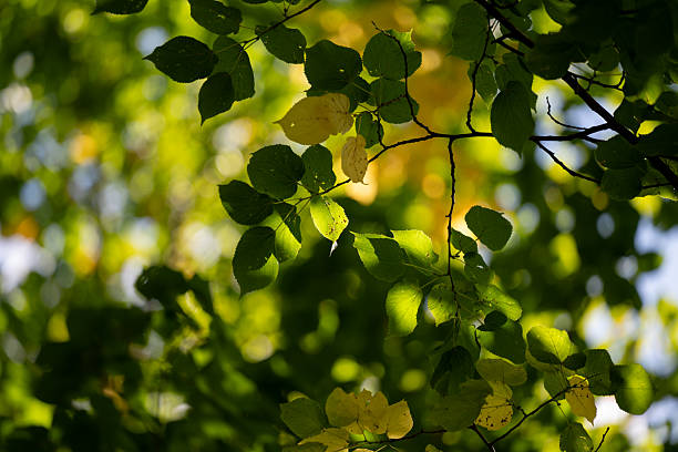 A variety of terrestrial plants, including shrubs, groundcovers, and herbs, are growing on the ground, creating a vibrant natural landscape with green leaves