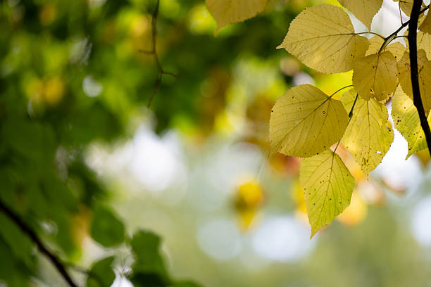 Close-up of yellow leaves hanging from a branch with green foliage in the background. The natural transition of colors captures the essence of autumn, creating a peaceful and seasonal atmosphere.