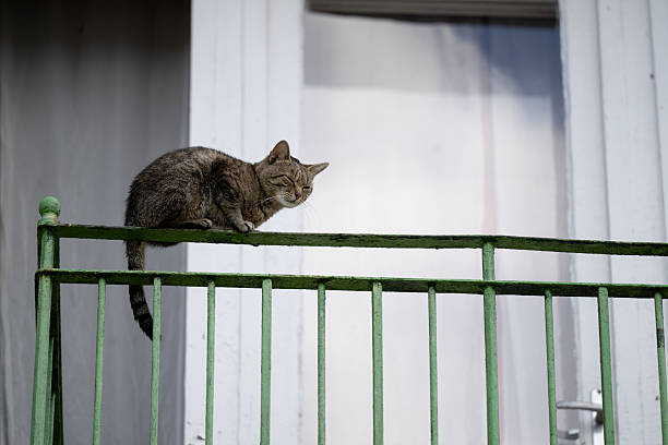 A curious black and white cat surveys its surroundings from a rooftop, embodying a sense of adventure and playfulness in an urban setting.