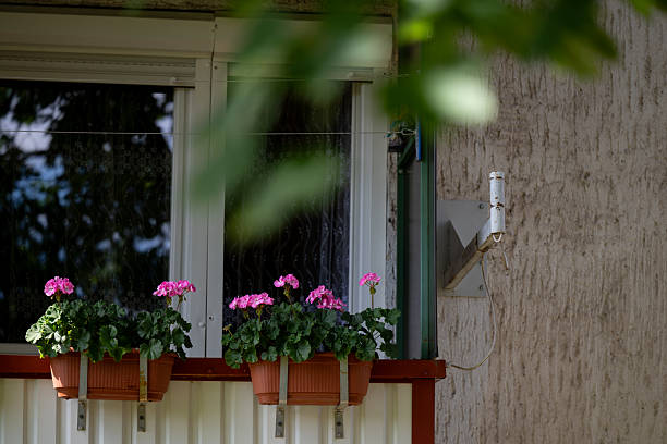 Flowerpot with magenta flowers on wood wall