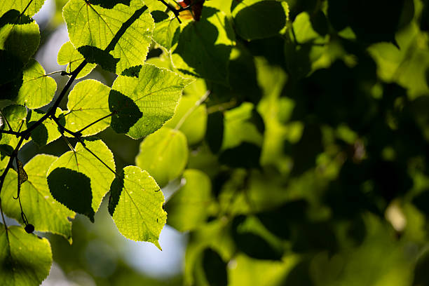 Close-up view of green leaves illuminated by sunlight, creating a contrast of light and shadow. The natural texture and veins of the leaves are highlighted, evoking a fresh and peaceful summer atmosphere in nature.