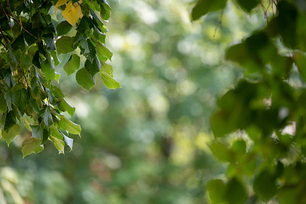 Branches with green leaves frame the image, with a blurred natural background creating a soft bokeh effect. The play of light and shadow evokes a calm, refreshing, and tranquil atmosphere in nature.