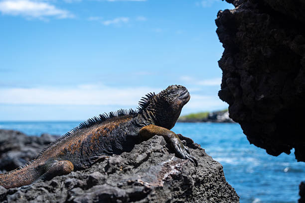 istock Marine iguana resting on rocks by the ocean, Galapagos 2232329807