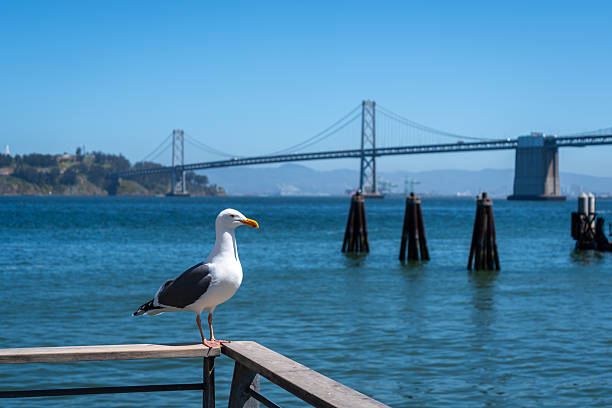 istock Seagull resting on a wooden railing with Oakland Bay Bridge behind 2232329892