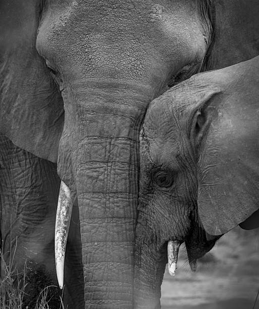 Mother and baby elephant