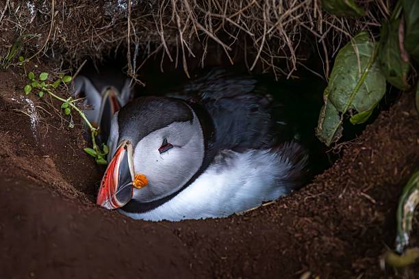 istock Puffin Resting in Burrow 2232330489