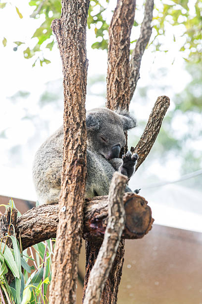 istock Vertical shot of sleeping koala in tree branches cradled by intersecting limbs 2232330513