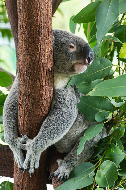 istock Close-up of koala hugging tree with relaxed face in dense eucalyptus foliage 2232330514