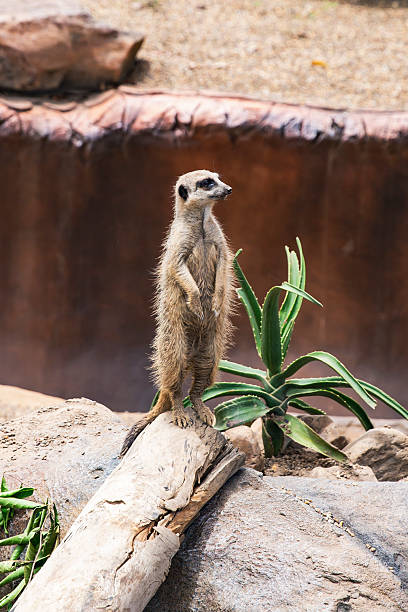 istock Meerkat standing upright on log with alert expression in desert backdrop 2232331031