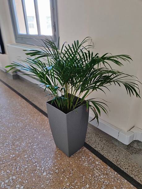 istock Indoor Palm Plant in Modern Gray Planter by Window 2232333417