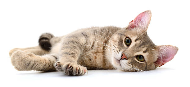 istock Gray striped kitten lying on side isolated on white background 2232334051