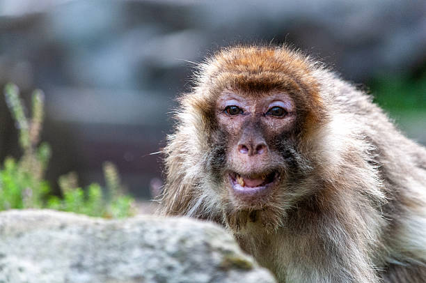 Close-up of a Barbary macaque -Macaca sylvanus.