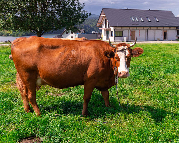 istock Brown cow with horns standing in meadow 2232334662