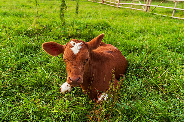 Young brown calf with a white marking on its forehead lying in a lush green pasture. Peaceful rural scene symbolizing agriculture, livestock, and countryside serenity.