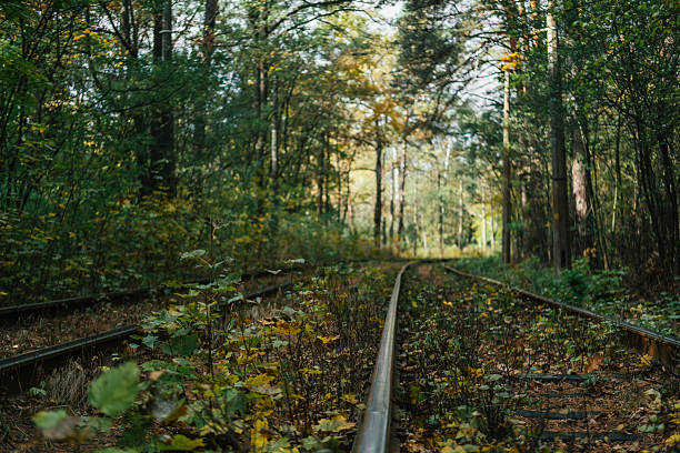 Overgrown railway tracks weave through a colorful forest in autumn.