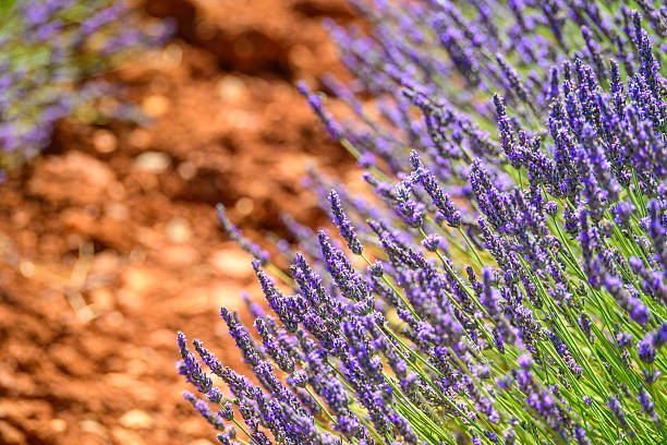 Lavender flowers blossoming on the plateau of Valensole in the Provence during a summer day. It typically occurs from late June to mid-July, depending on the weather and elevation. The air is filled with sounds of buzzing bees and the scent of lavender permeates the air. Golden wheat fields grow nearby, adding colorful contrast. Local products include lavender oil, soaps, liqueurs, and honey.