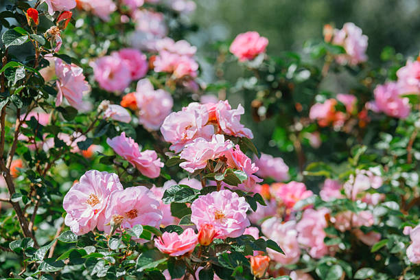 istock Colorful pink roses blooming in a garden during late spring 2232335073